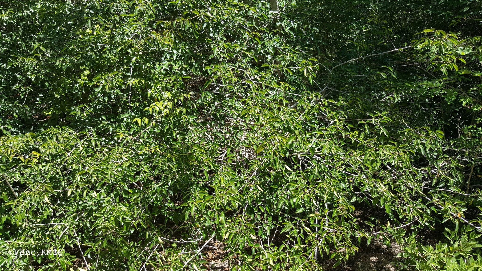 Commiphora marchandii habit