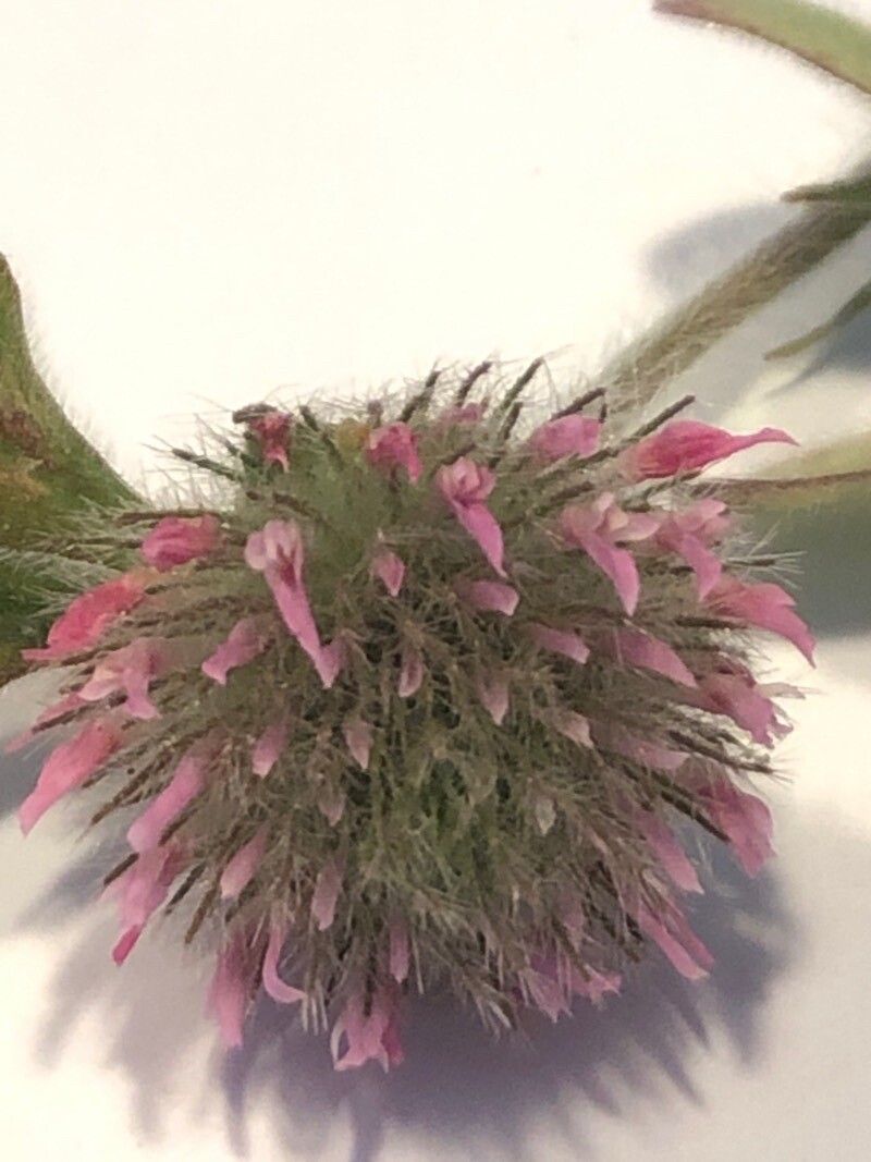 Trifolium hirtum flower