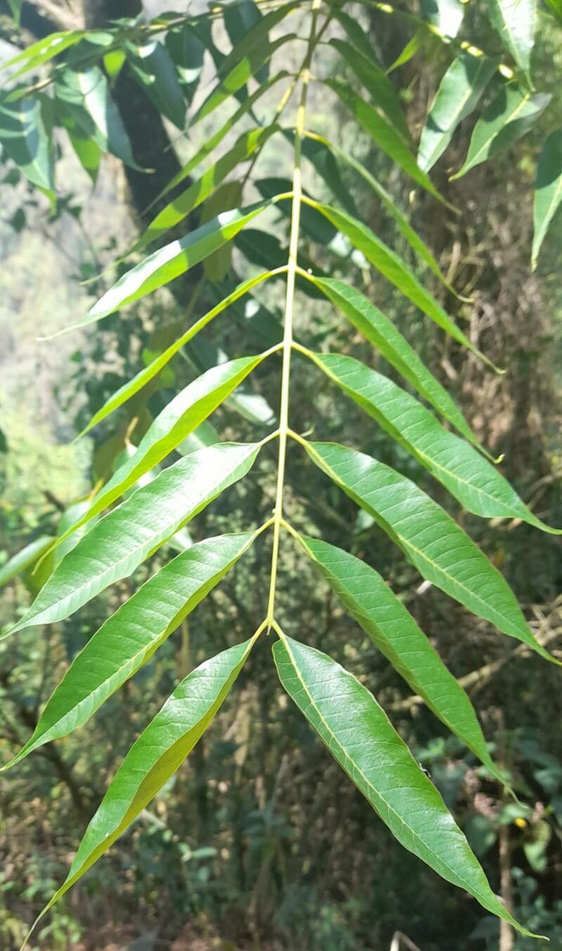 Cedrela angustifolia — related species from the same genus
