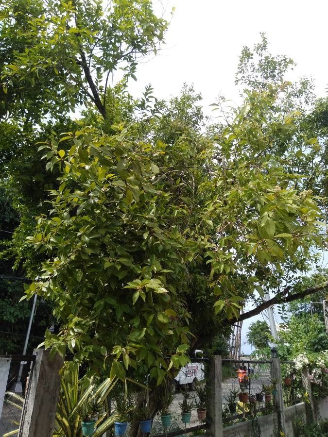 Syzygium curranii habit