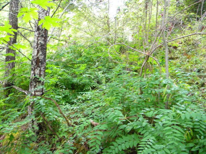 Lathyrus glandulosus habit