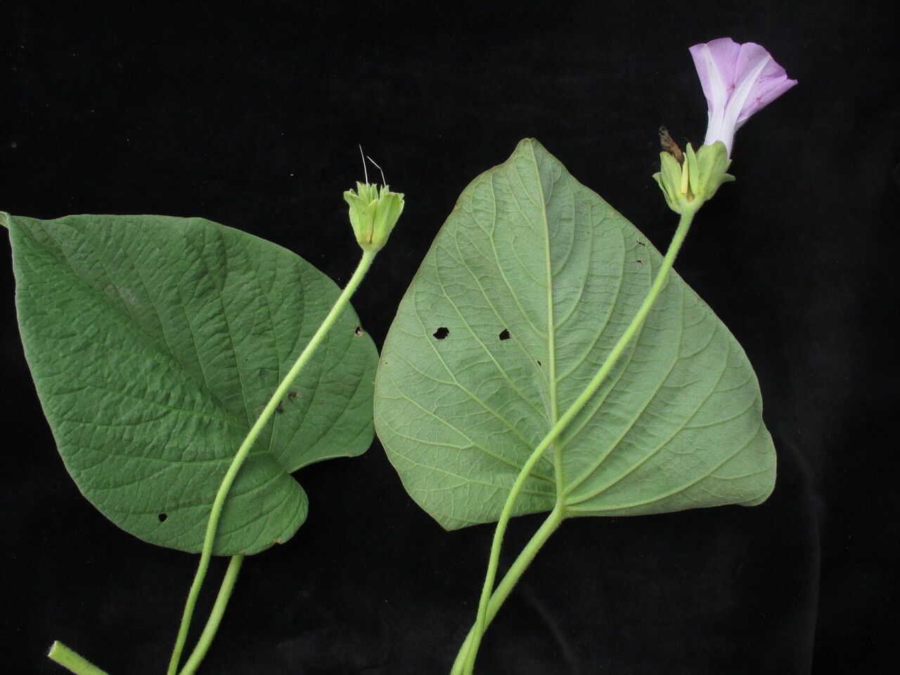 Argyreia roxburghii habit