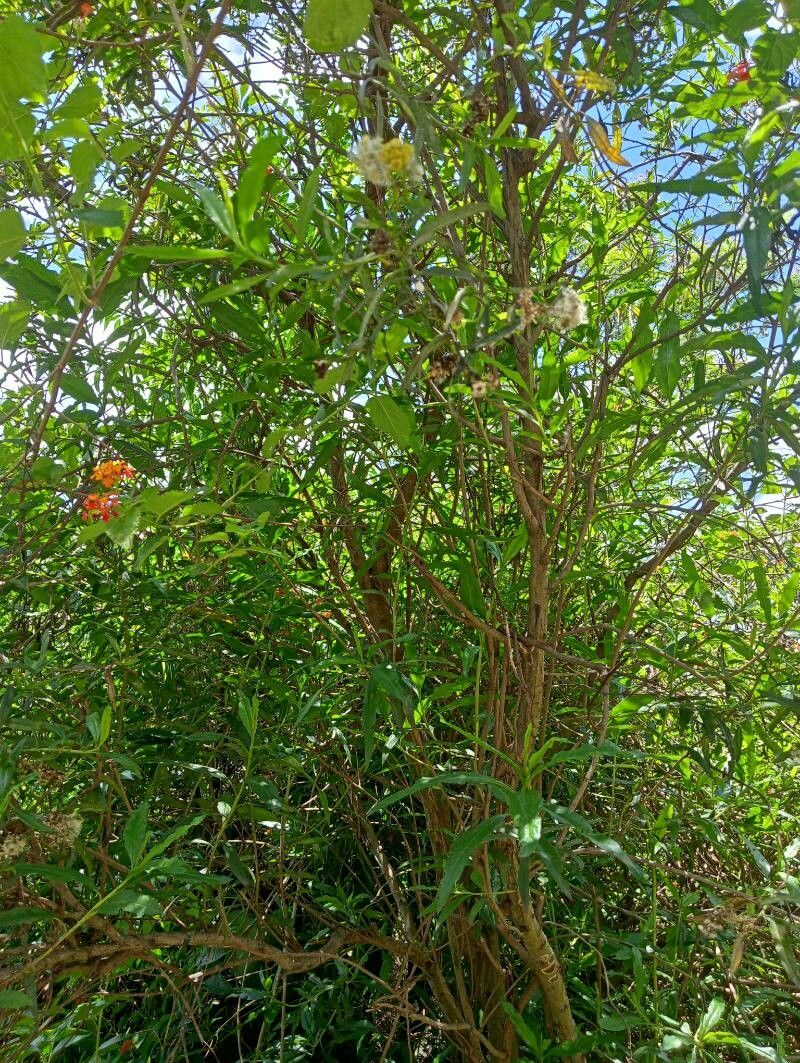 Psiadia altissima habit