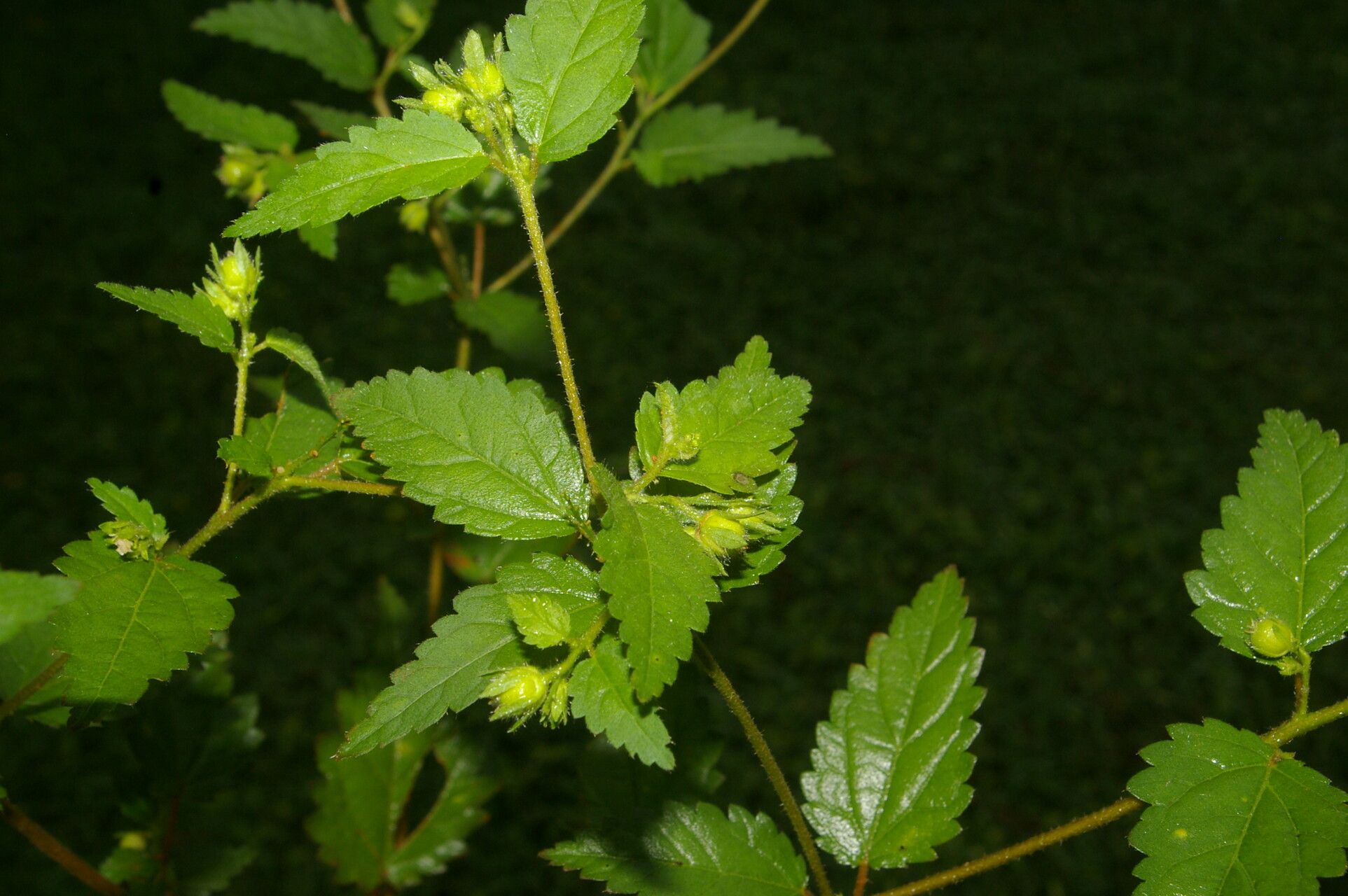 Croton trinitatis leaf