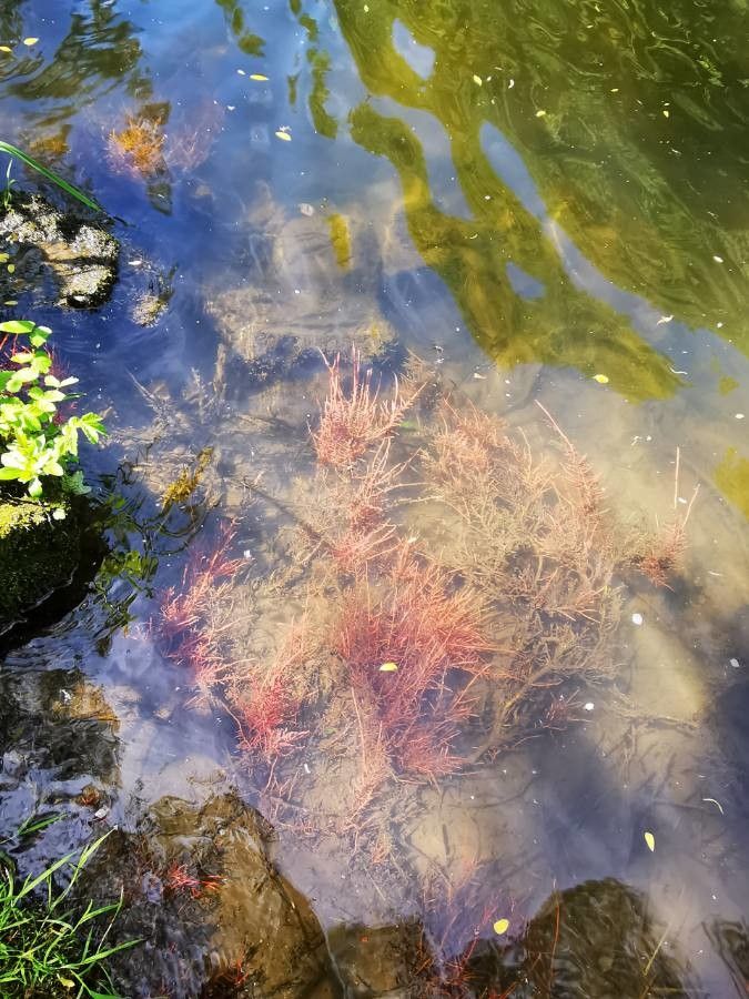 Myriophyllum alterniflorum leaf