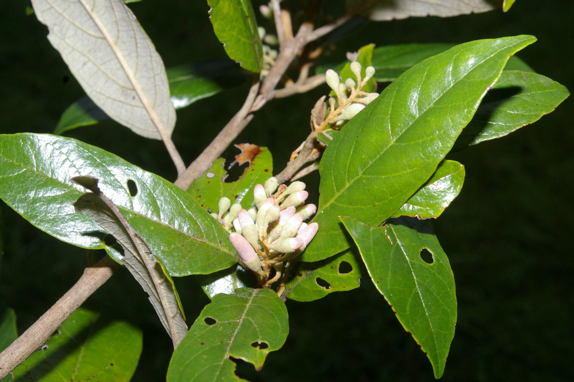 Styrax warscewiczii flower