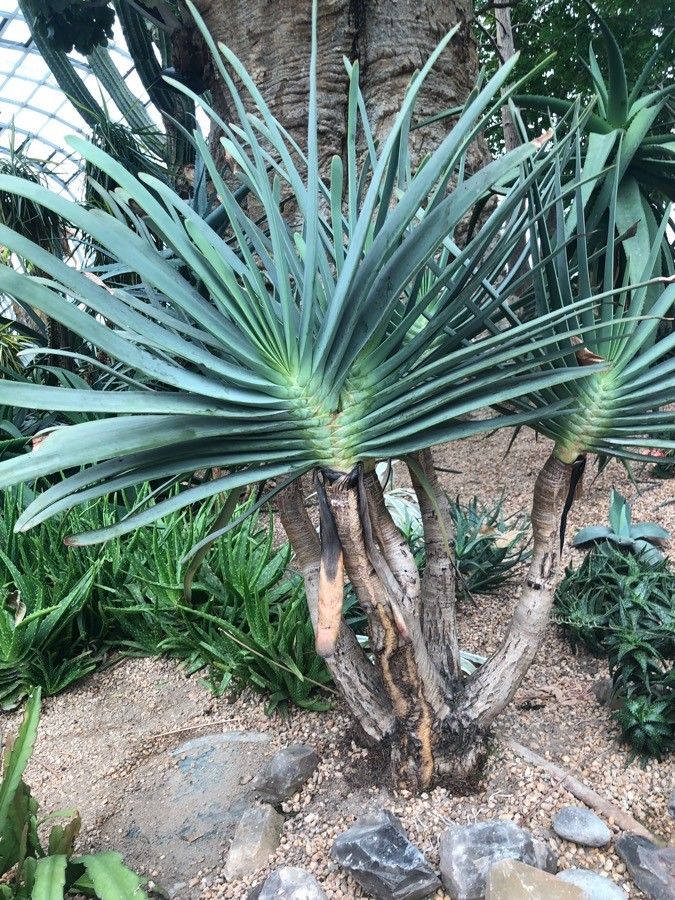 Kumara plicatlis leaf
