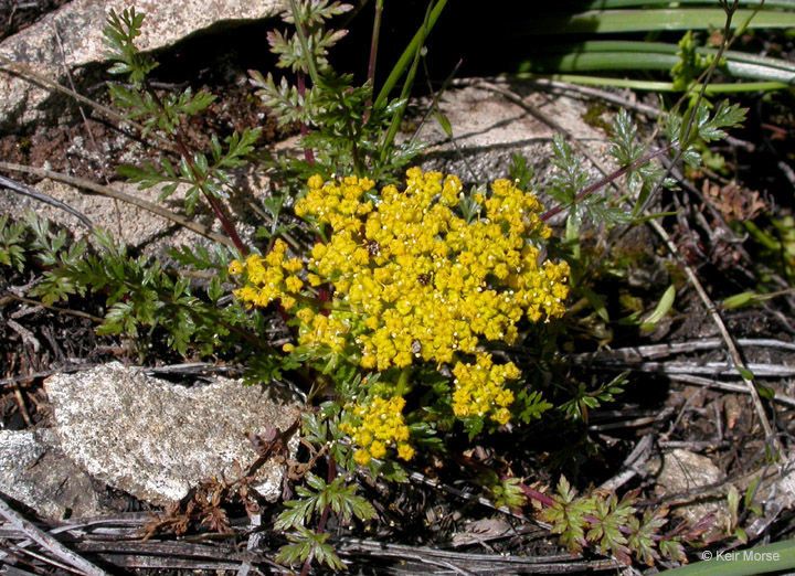 Lomatium hallii flower