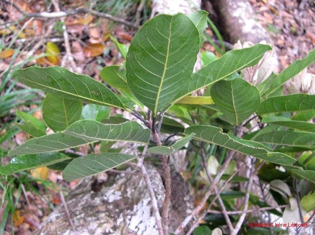 Pycnandra bourailensis habit