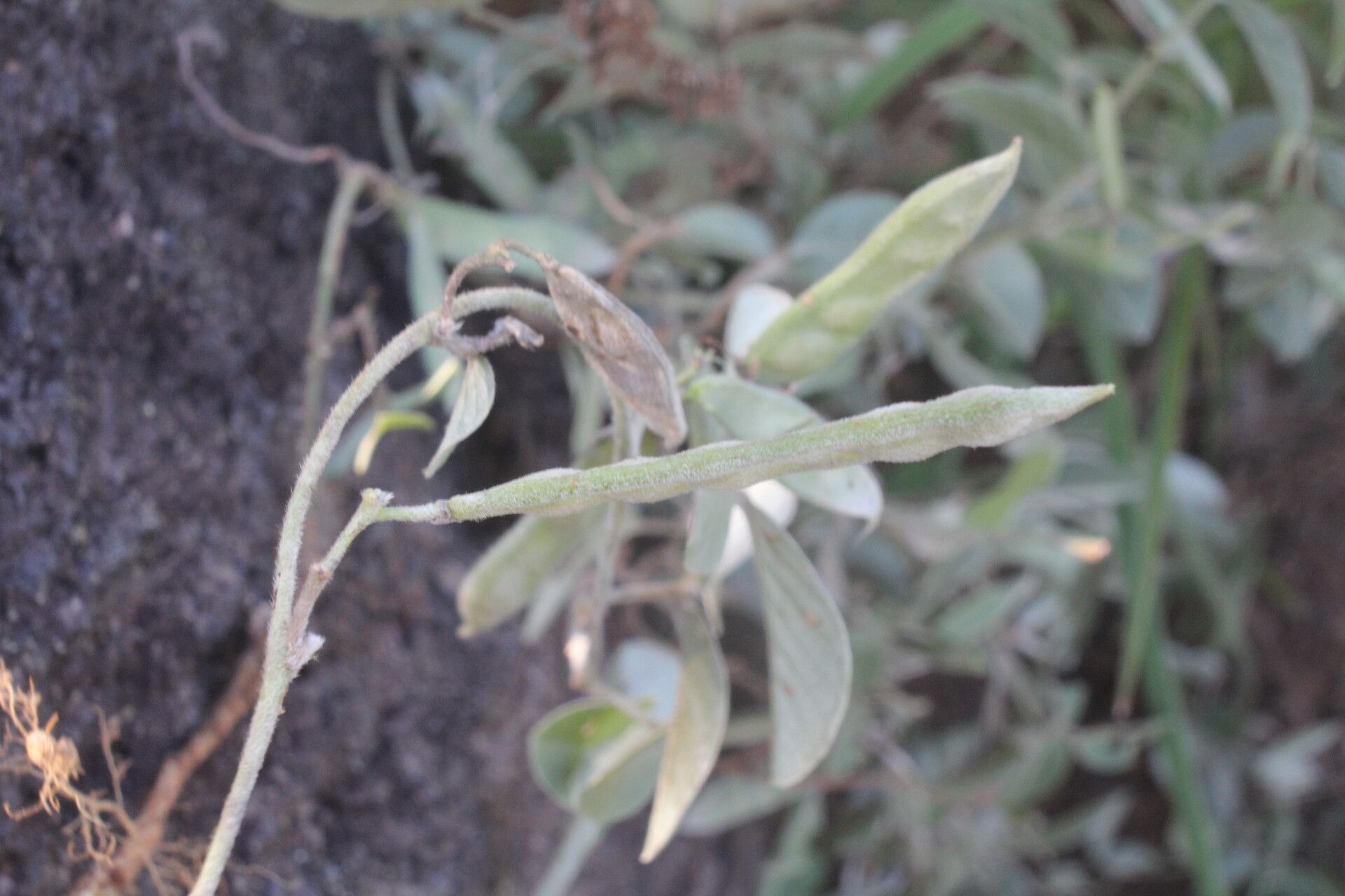 Galactia argentea fruit
