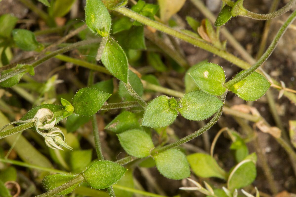 Arenaria leptoclados — houseplant care guide