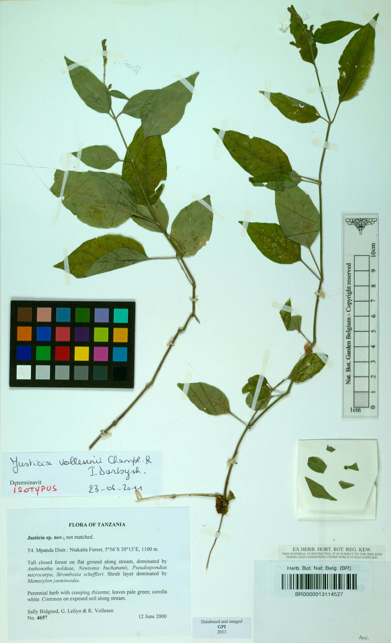 Justicia pseudotenella — houseplant care guide