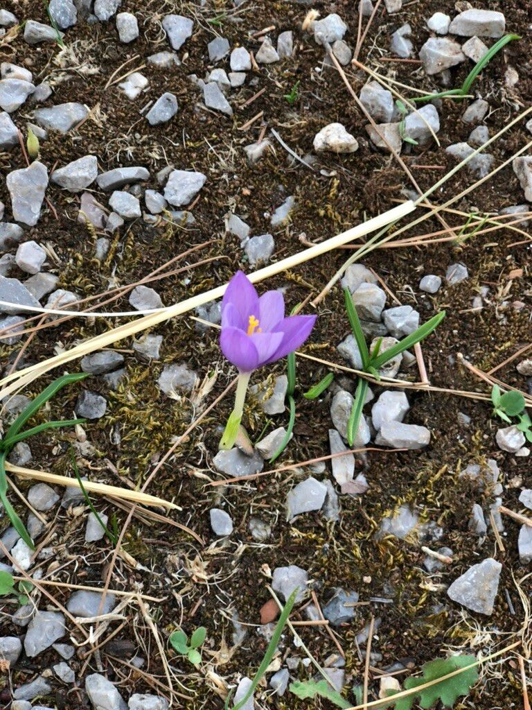 Crocus niveus — houseplant care guide