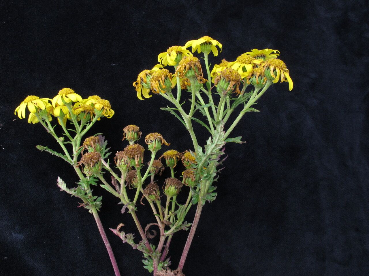 Senecio alcicornis habit