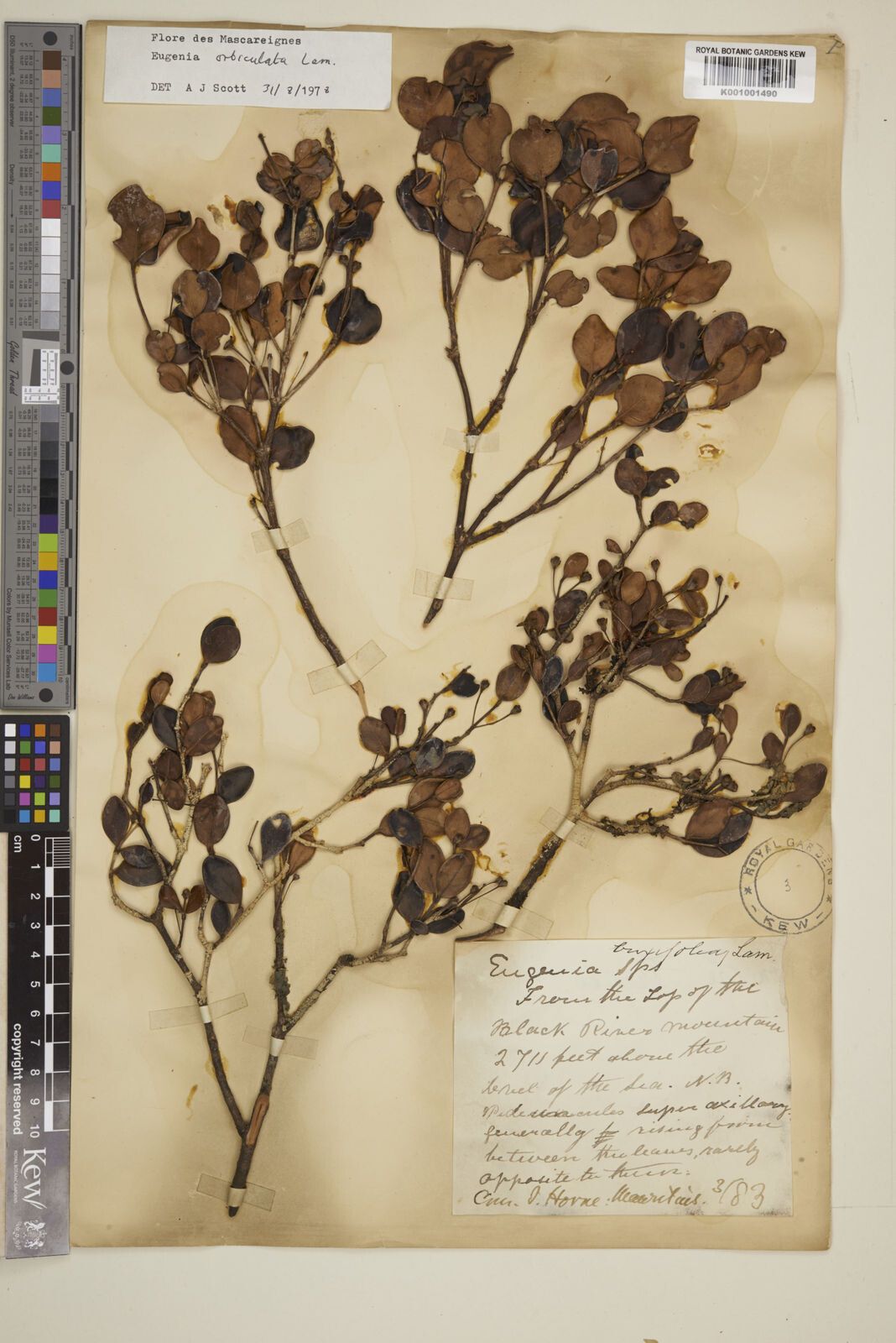 Eugenia orbiculata — houseplant care guide