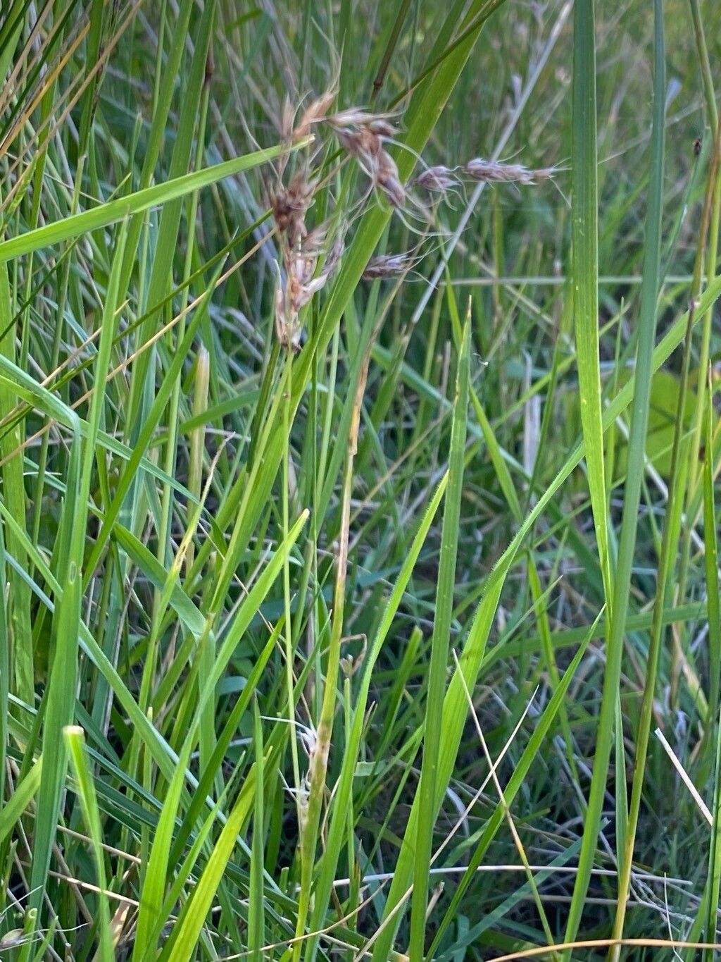 Piptochaetium panicoides — related species from the same genus