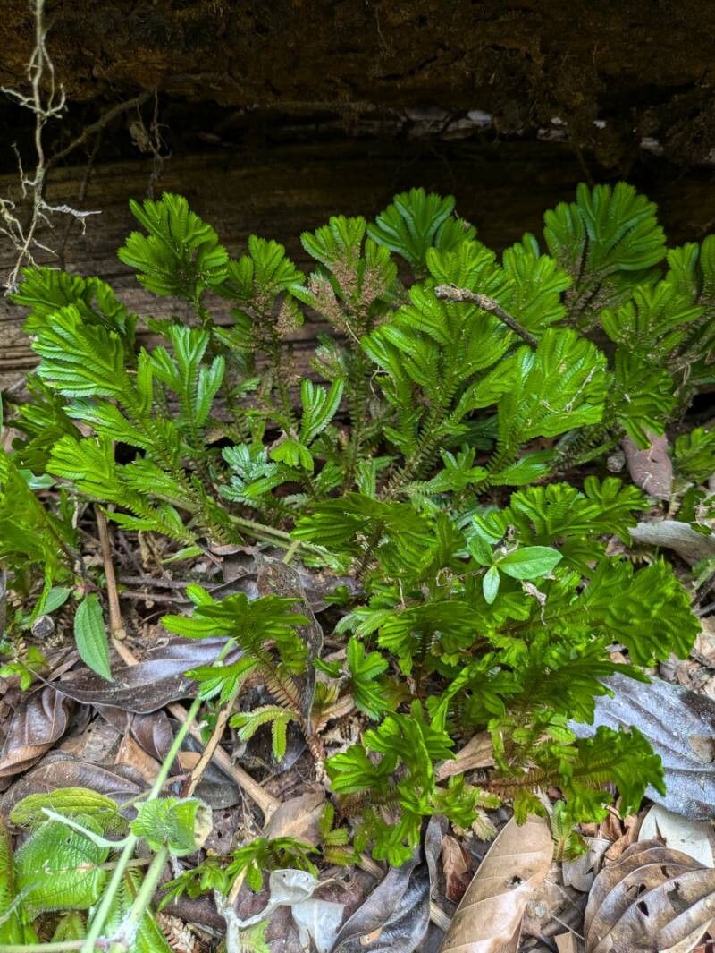 Selaginella epirrhizos — houseplant care guide