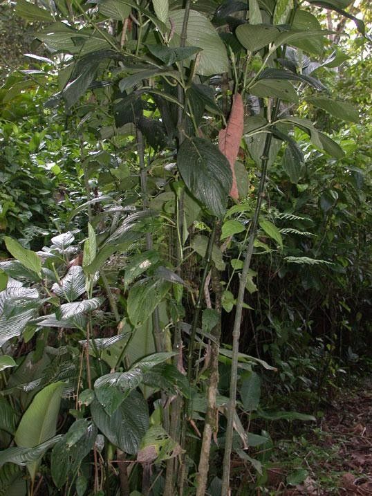 Piper sublineatum habit