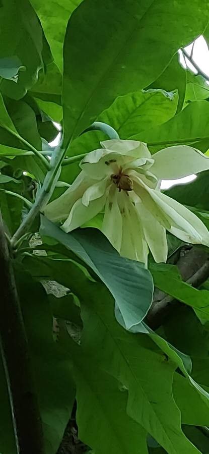 Magnolia tripetala flower