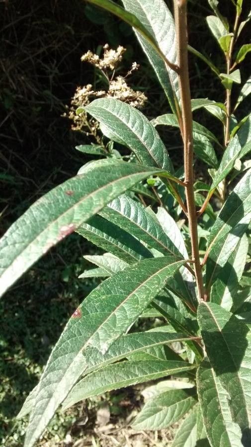 Cabobanthus polysphaerus — houseplant care guide