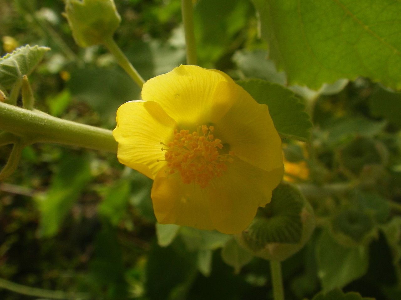 Abutilon pannosum flower