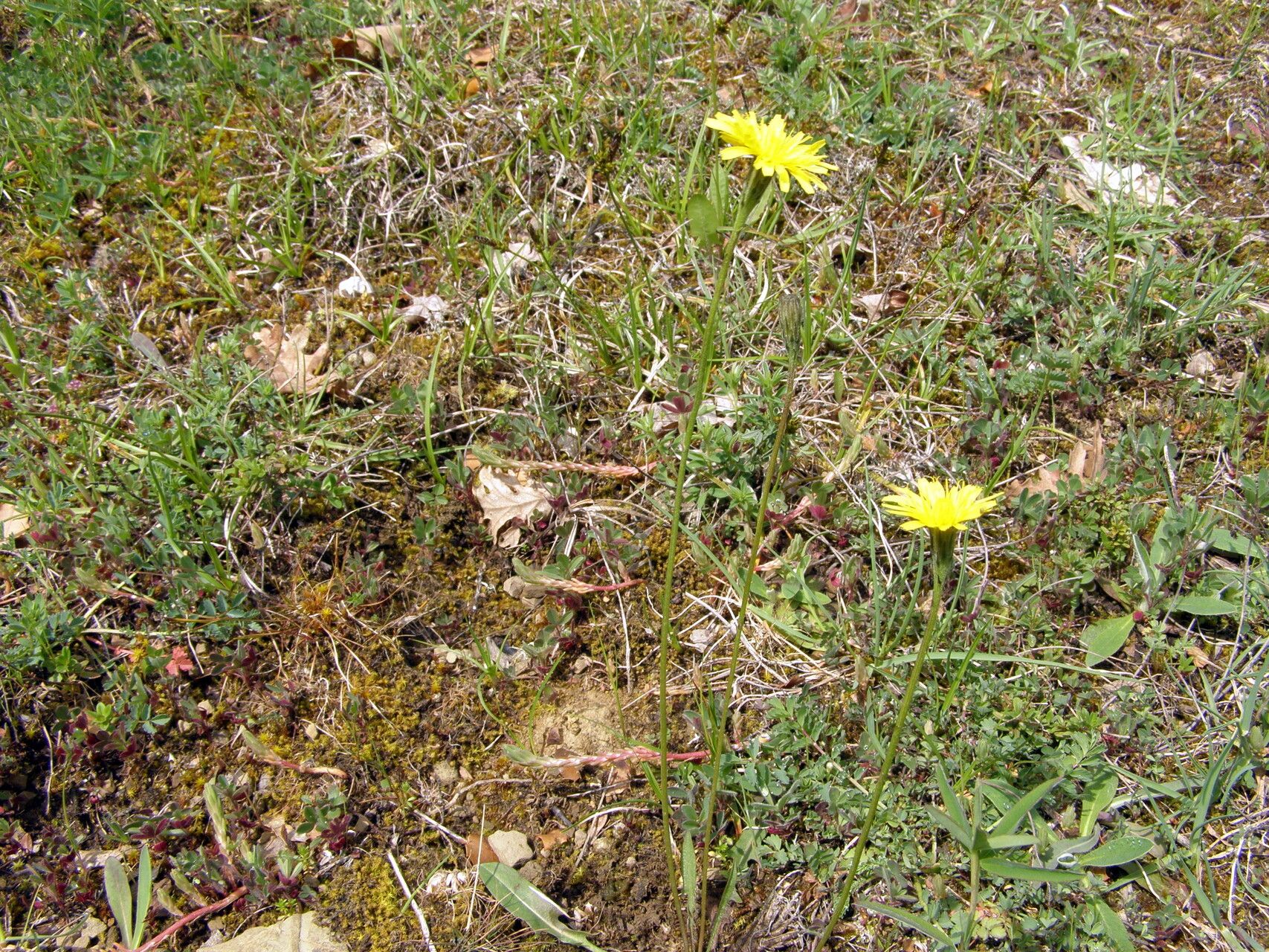 Scorzoneroides cichoriacea flower