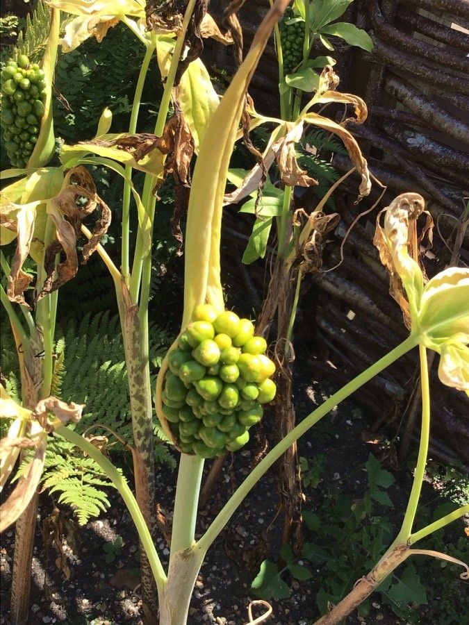 Dracunculus canariensis fruit
