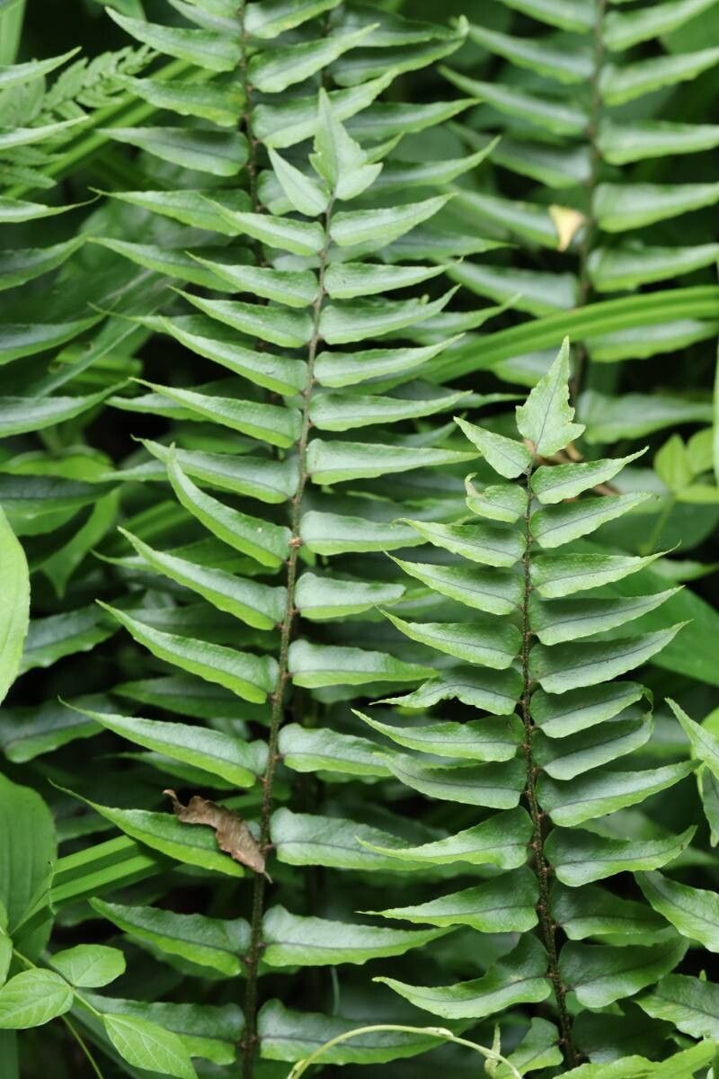 Cyrtomium laetevirens — search result for 'Cyrtomium'