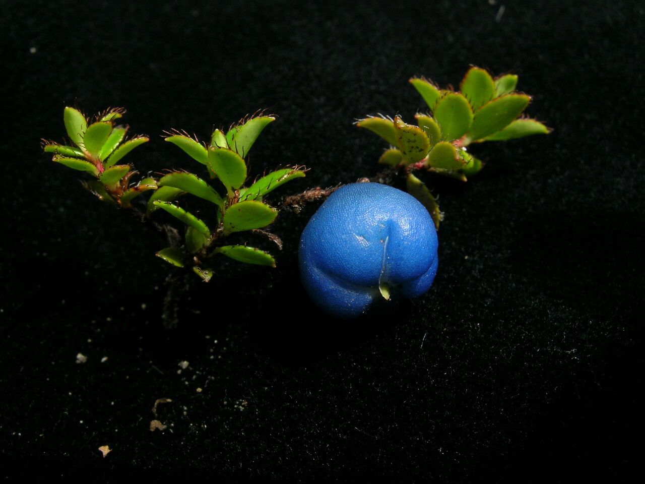 Gaultheria trichophylla — search result for 'Gaultheria'