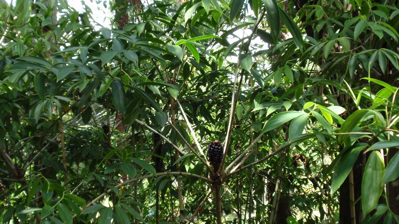 Tapeinochilos dahlii habit