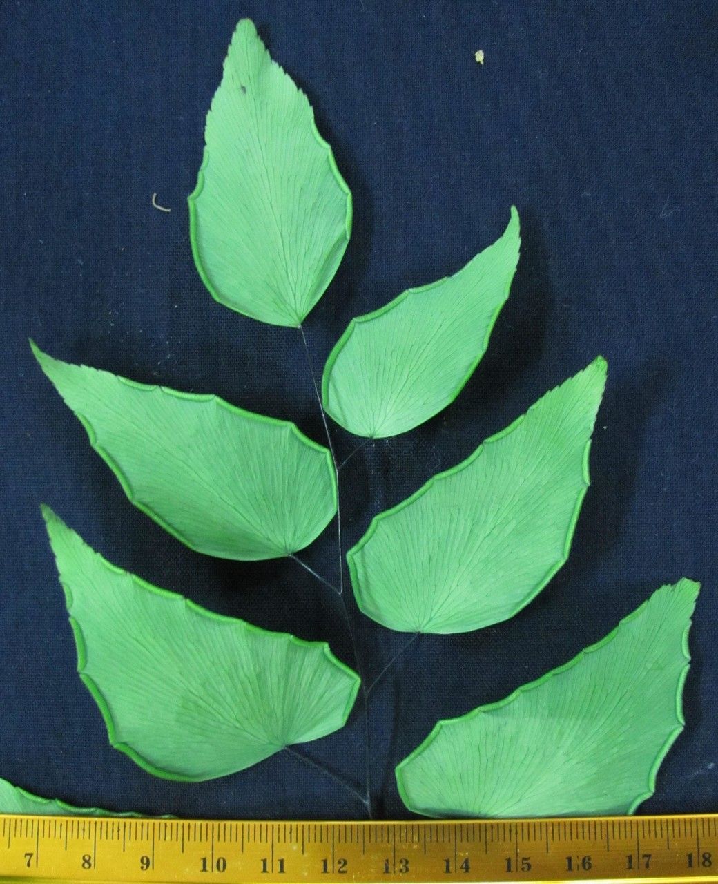 Adiantum seemannii other