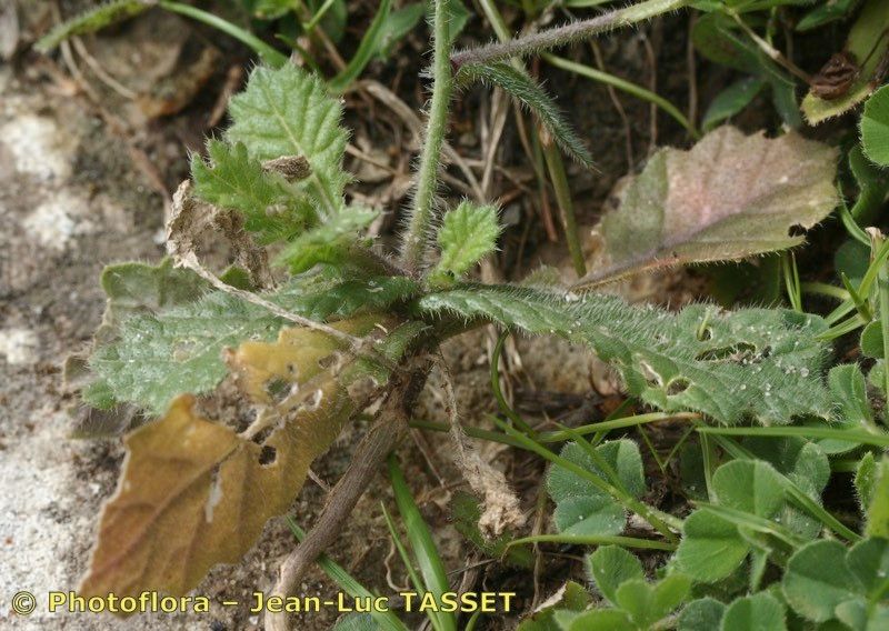 Biscutella baetica — houseplant care guide