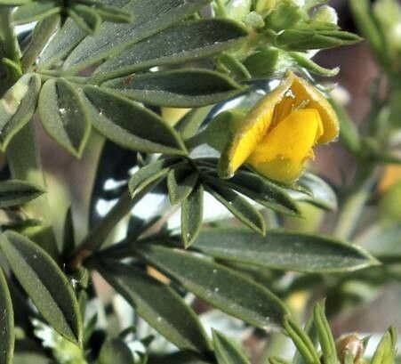 Adesmia loudonia — houseplant care guide