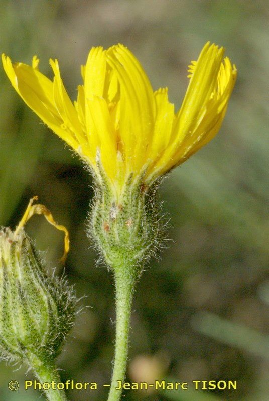 Hieracium onosmoides flower