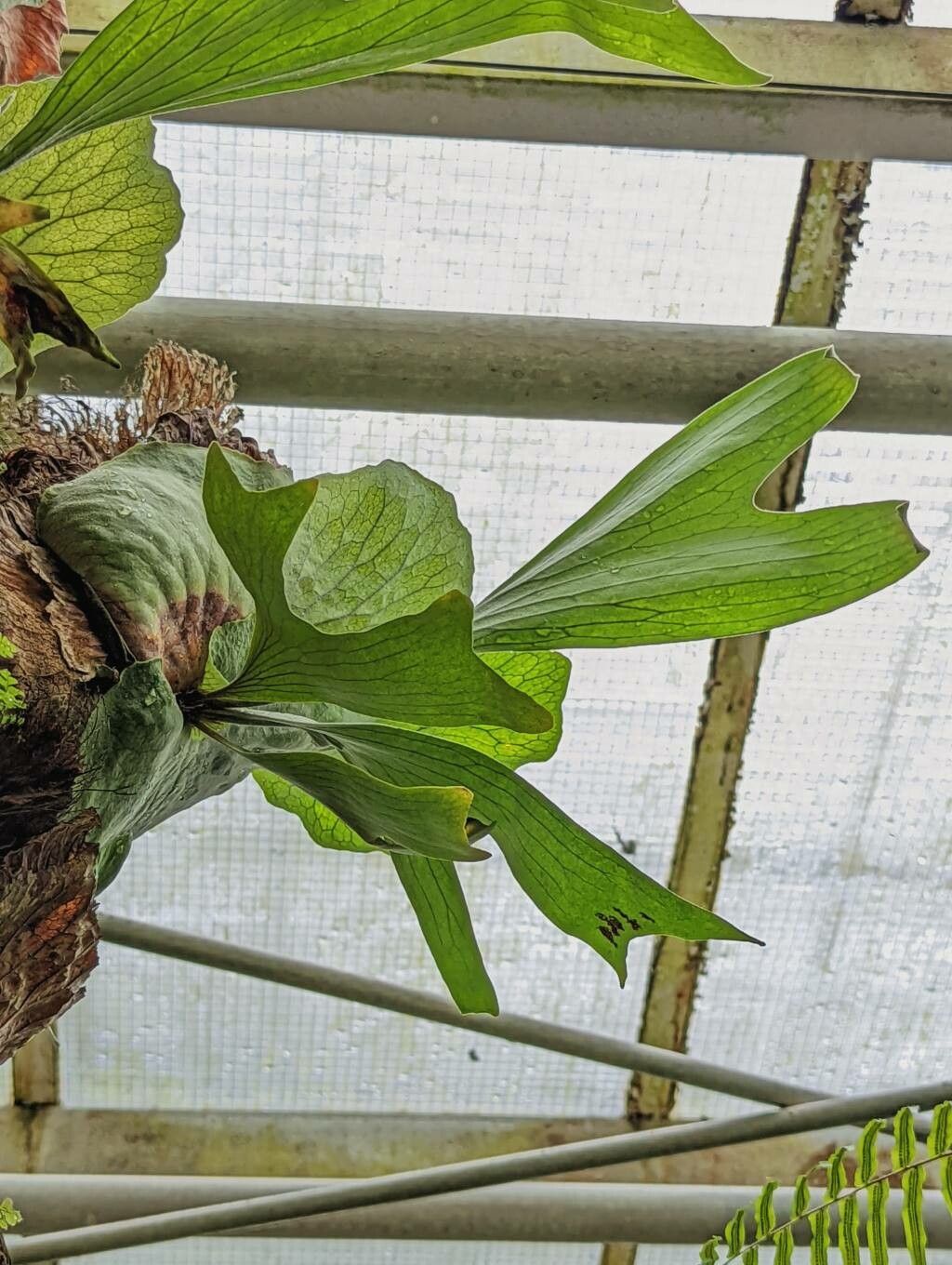 Platycerium stemaria