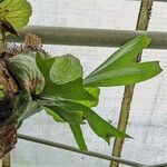 Platycerium stemaria