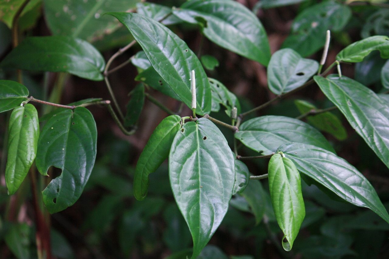 Piper melanocladum leaf