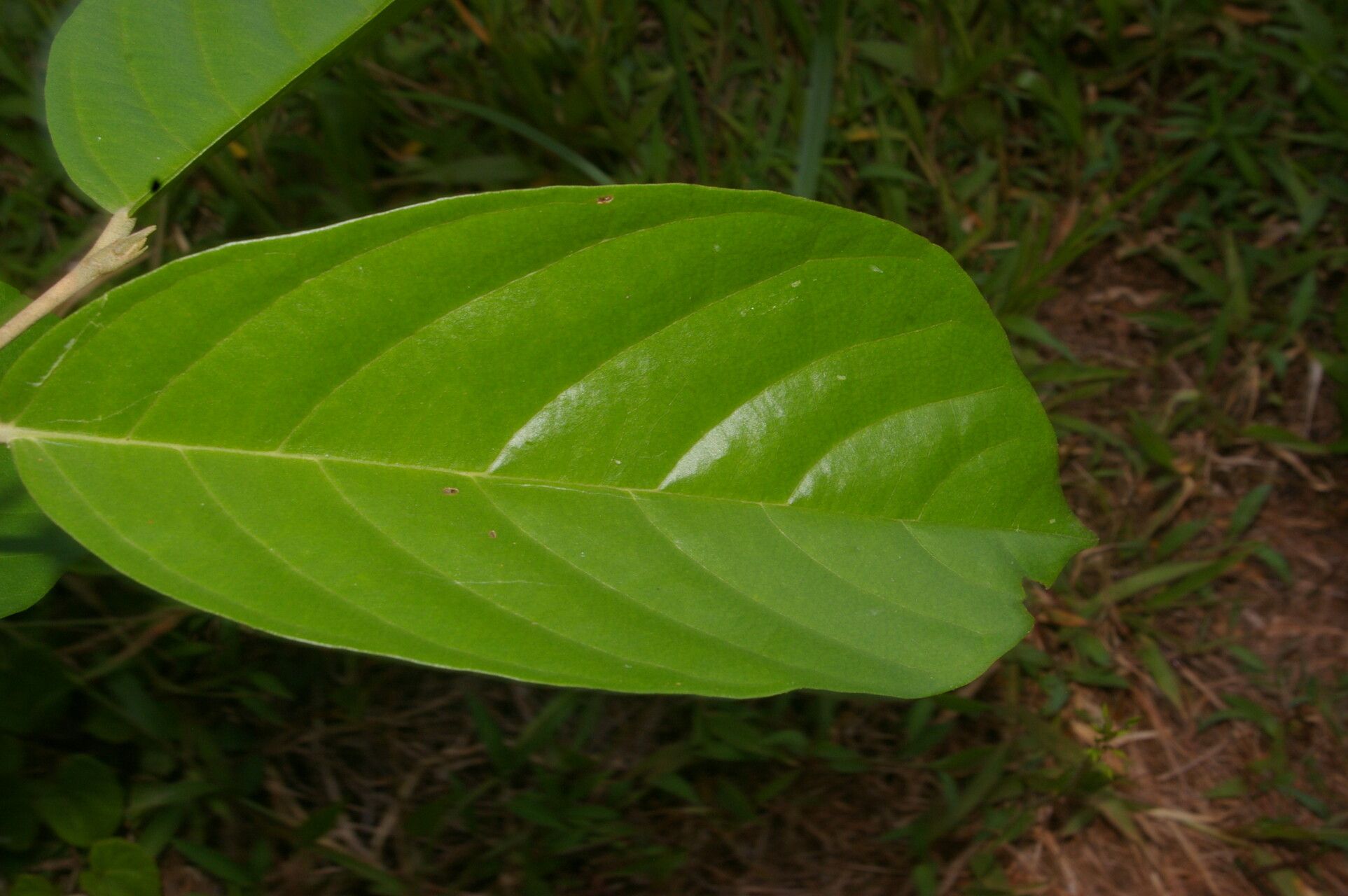 Quararibea stenophylla — search result for 'Quararibea'