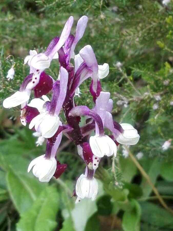 Anacamptis longicornu flower