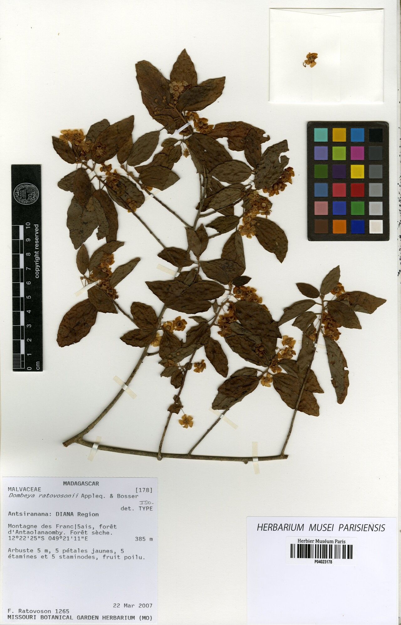 Dombeya ratovosonii — houseplant care guide