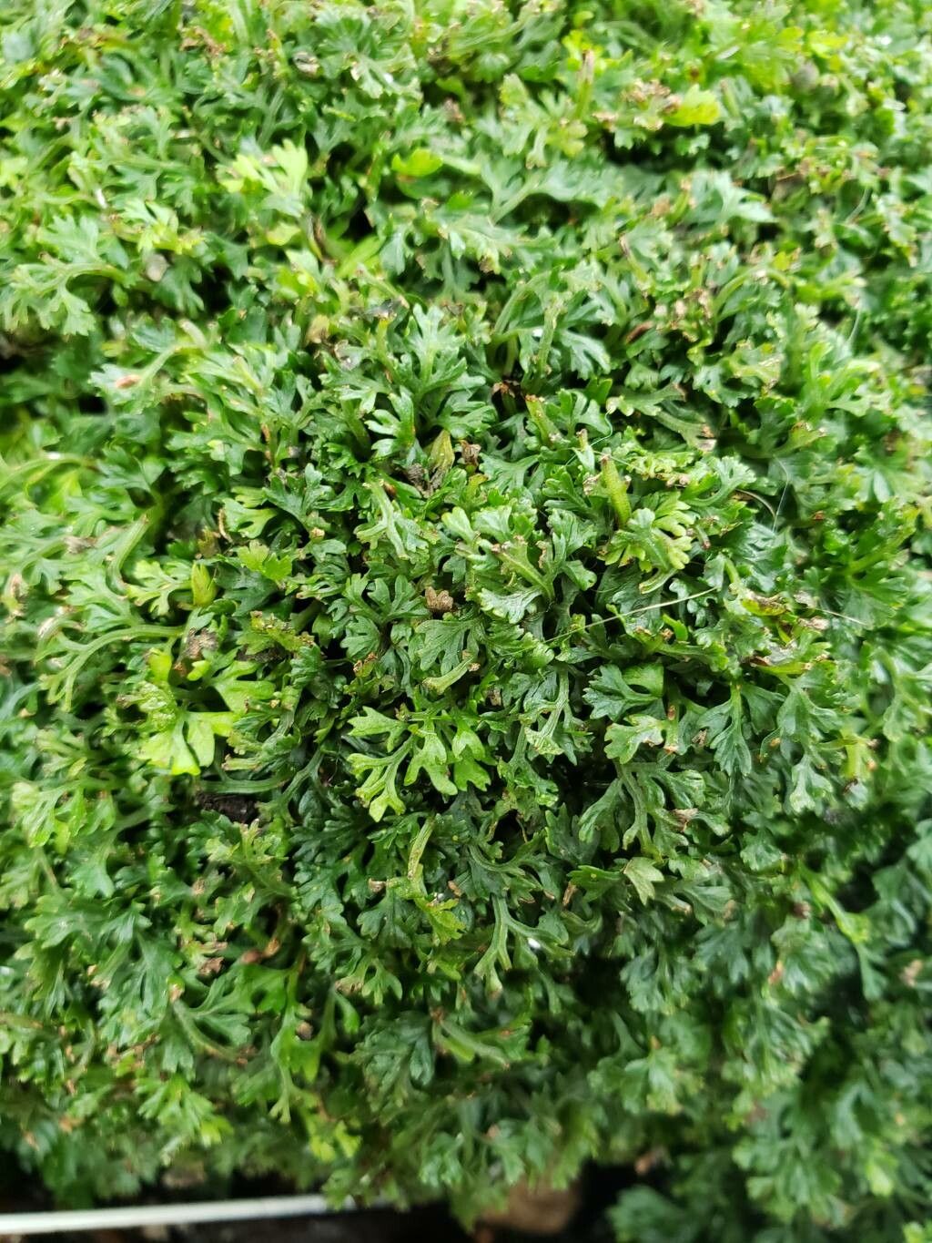 Asplenium thunbergii — houseplant care guide