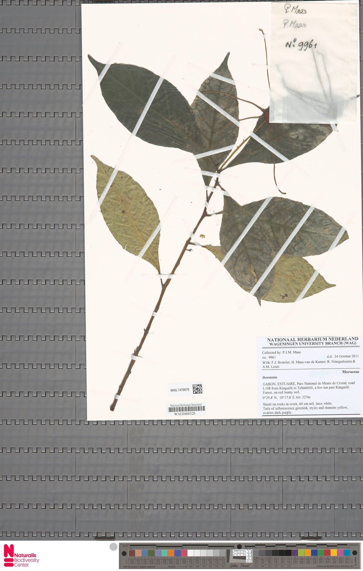 Dorstenia zenkeri — search result for 'Dorstenia'