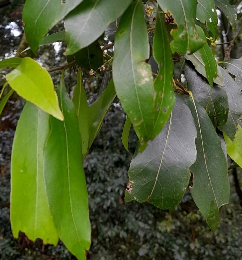 Nectandra grandiflora — search result for 'Nectandra'