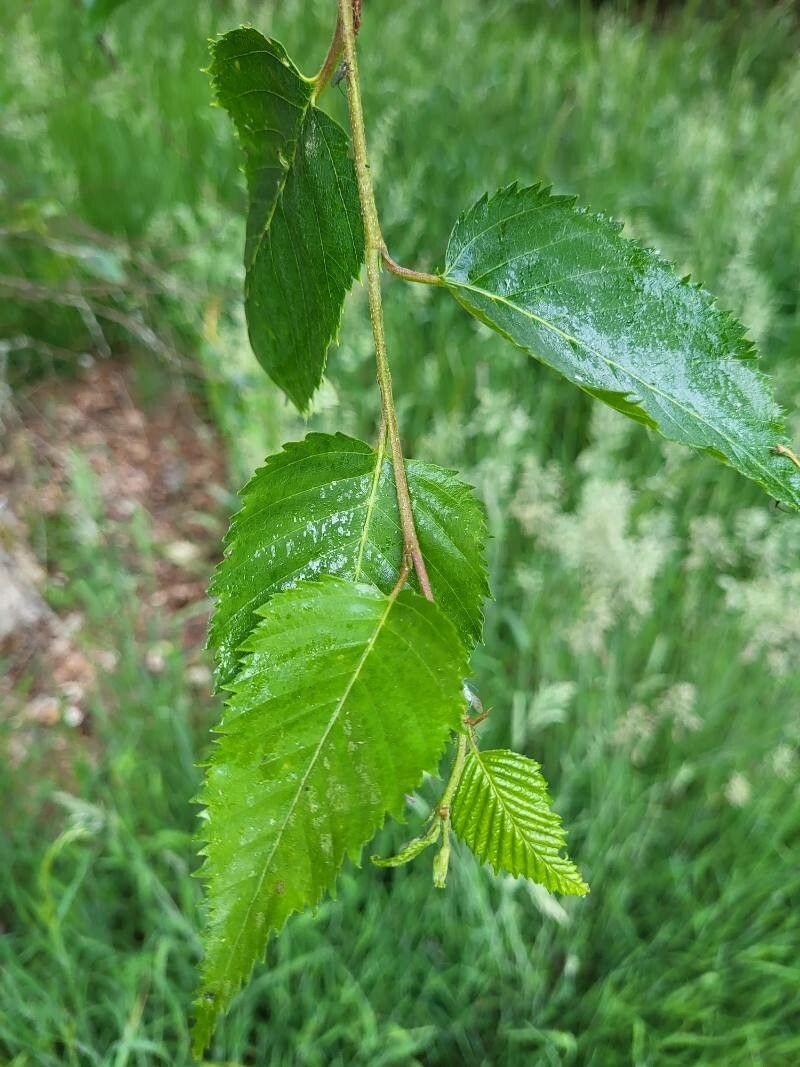 Betula costata — search result for 'Betulaceae'