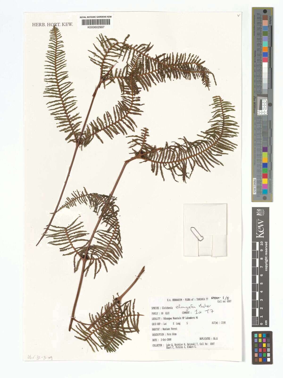 Gleichenia elongata — related species from the same genus