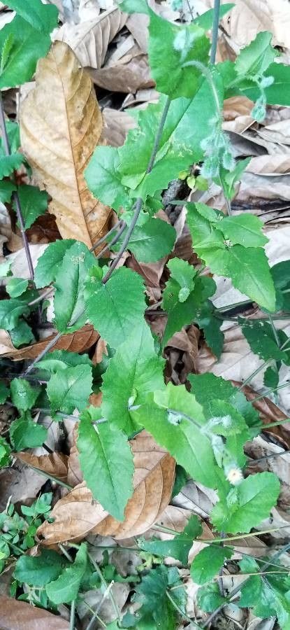 Emilia praetermissa — search result for 'Emilia'