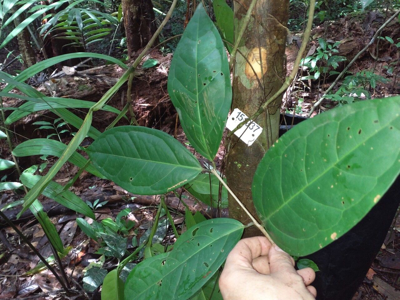 Eugenia anastomosans leaf