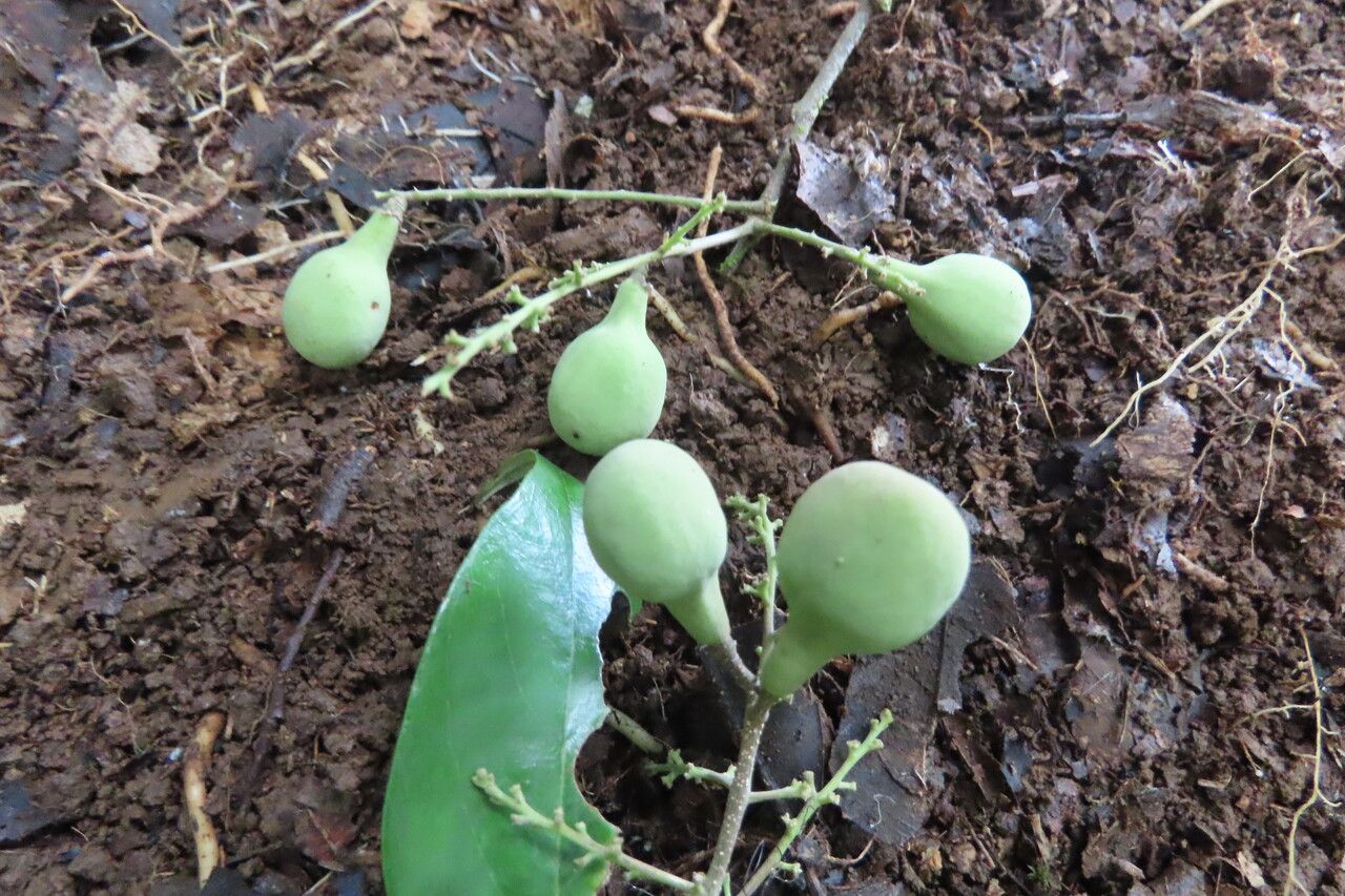 Licania hypoleuca fruit