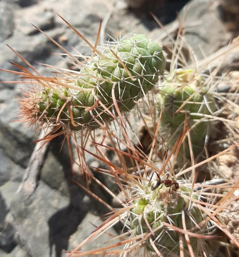 Tephrocactus weberi — houseplant care guide