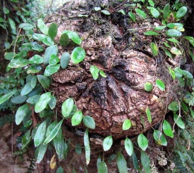 Microgramma tecta habit